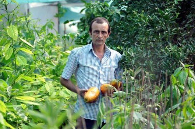 Alanya'da Üretici Örtü Altına Yöneldi