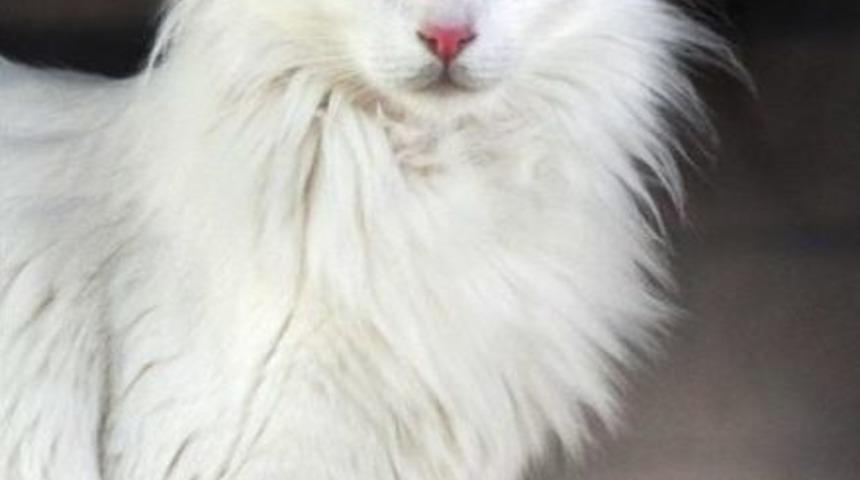 Van Kedileri Bu Yıl &Ccedil;iftleşme D&ouml;nemine Erken Girdi