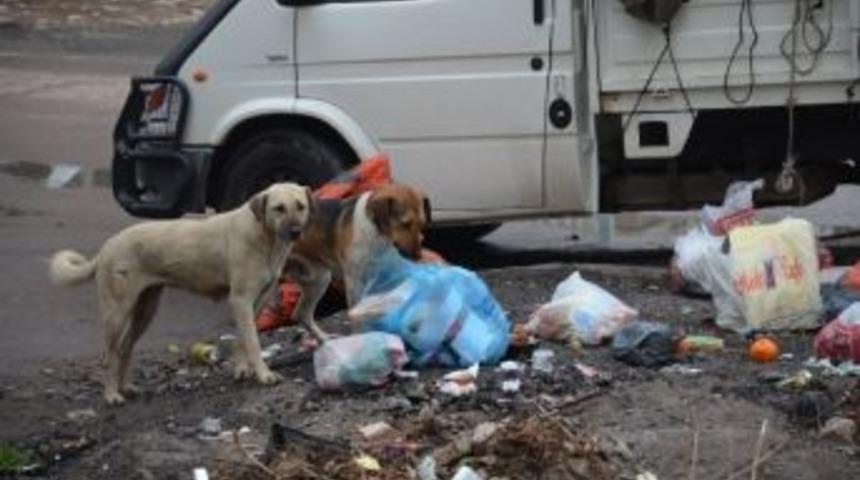 Soğuk Havalar Sokak Hayvanlarını Da Vurdu