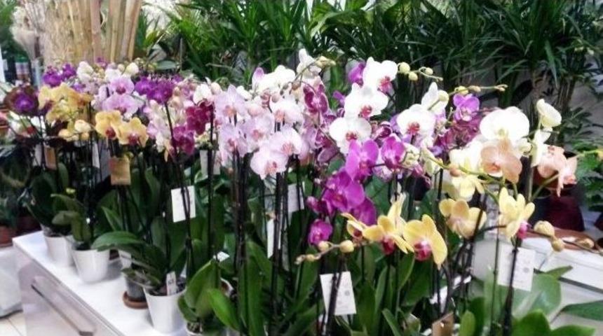 &Ccedil;i&ccedil;ek&ccedil;iler 14 Şubat Sevgililer G&uuml;n&uuml;ne Hazır