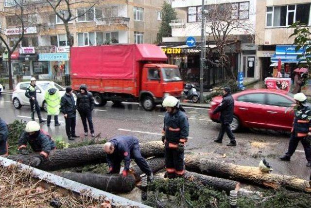 Bağdat Caddesi'nde Ağaç Yol Ortasına Devrildi