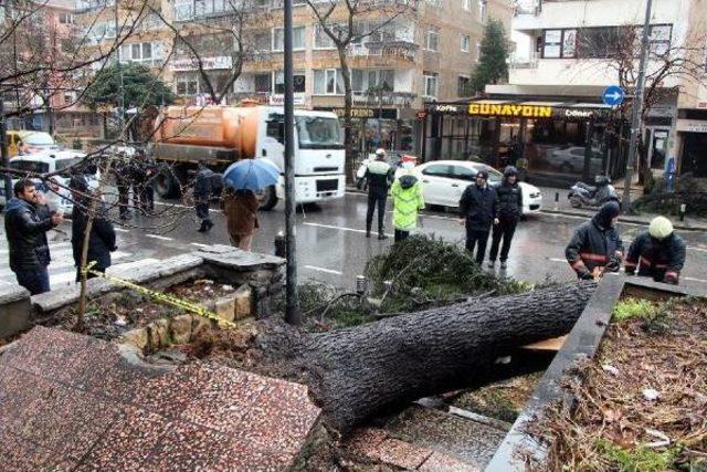 Bağdat Caddesi'nde Ağaç Yol Ortasına Devrildi