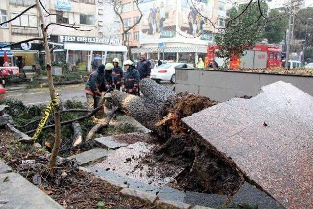 Bağdat Caddesi'nde Ağaç Yol Ortasına Devrildi