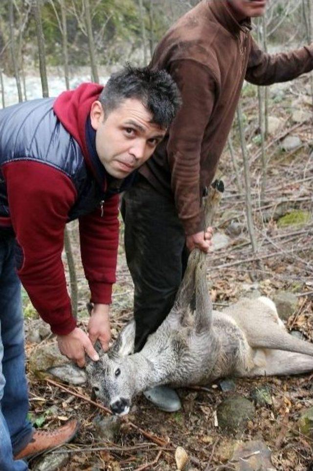 (özel Haber) Karacayı Köpeklerden Vatandaşlar Kurtardı