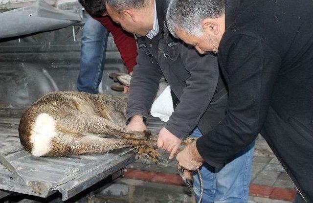 (özel Haber) Karacayı Köpeklerden Vatandaşlar Kurtardı