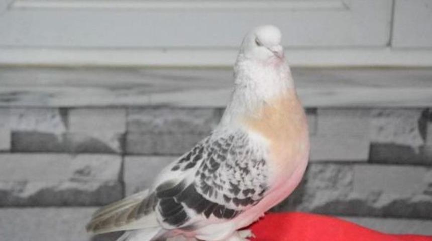 Sıfır Otomobil Fiyatına G&uuml;vercin