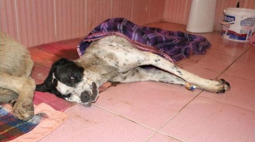 Zehirlenen Sokak K&ouml;peklerine B&uuml;y&uuml;k&ccedil;ekmece Belediyesi Sahip &Ccedil;ıktı