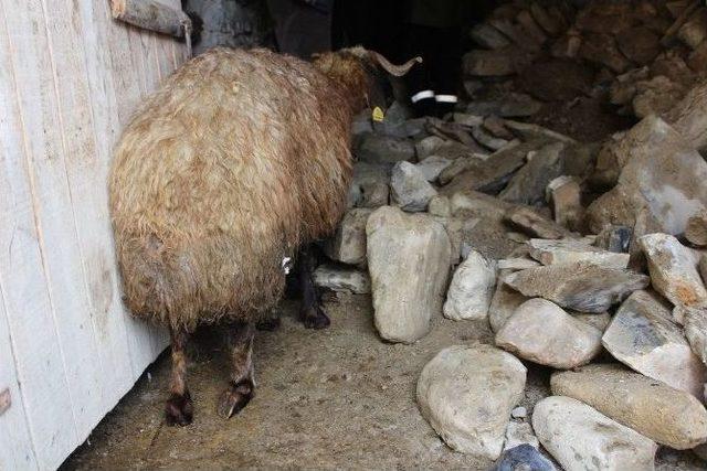 (özel Haber) Ahır Çöktü, Koyunlar Telef Oldu