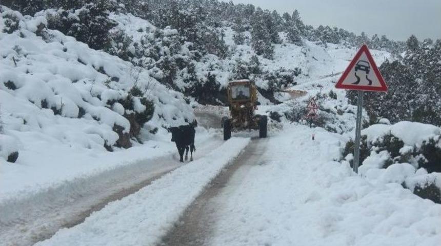 Karla M&uuml;cadele Ekiplerinin İnek S&uuml;r&uuml;leriyle İmtihanı
