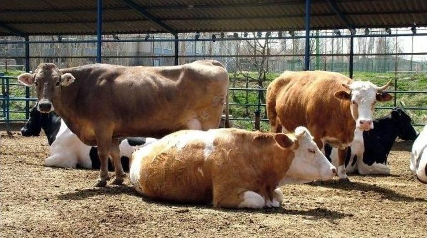K&uuml;tahya&rsquo;da Sığır, Ke&ccedil;i Ve Koyun Sayısı D&uuml;şt&uuml;