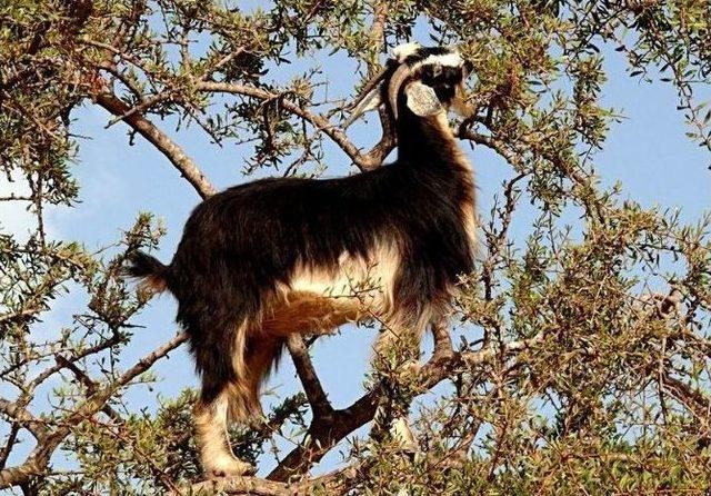 Kütahya’da Sığır, Keçi Ve Koyun Sayısı Düştü