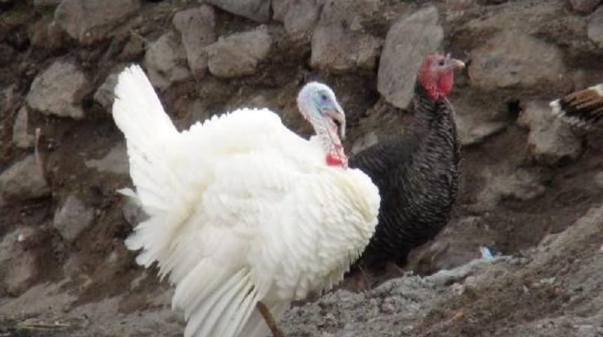 Bu Da Hindi G&uuml;zeli