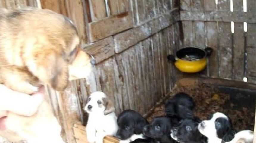 Donmak &Uuml;zereyken Bulduğu K&ouml;pek 11 Yavru Doğurdu