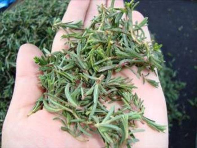 Zahter Otu nun faydaları 18