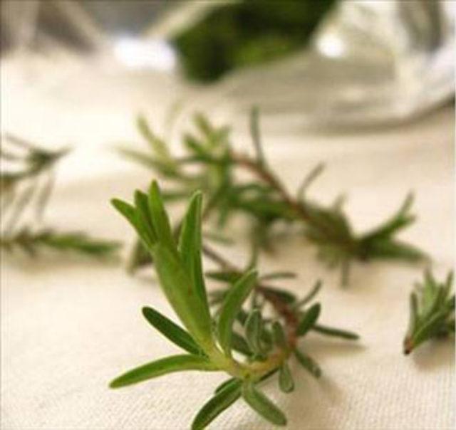 Zahter Otu nun faydaları 1