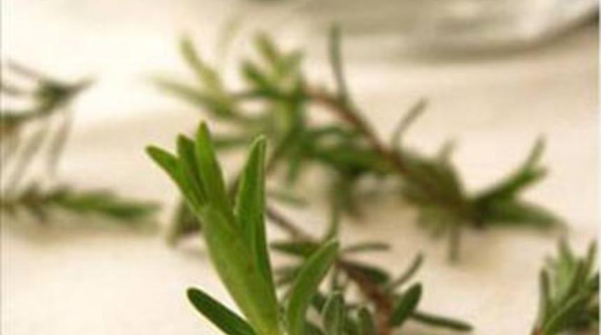 Zahter Otu'nun faydaları