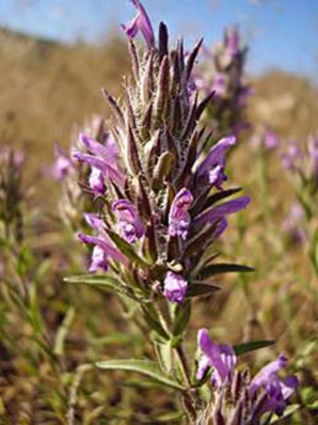 Zahter Otu nun faydaları 4