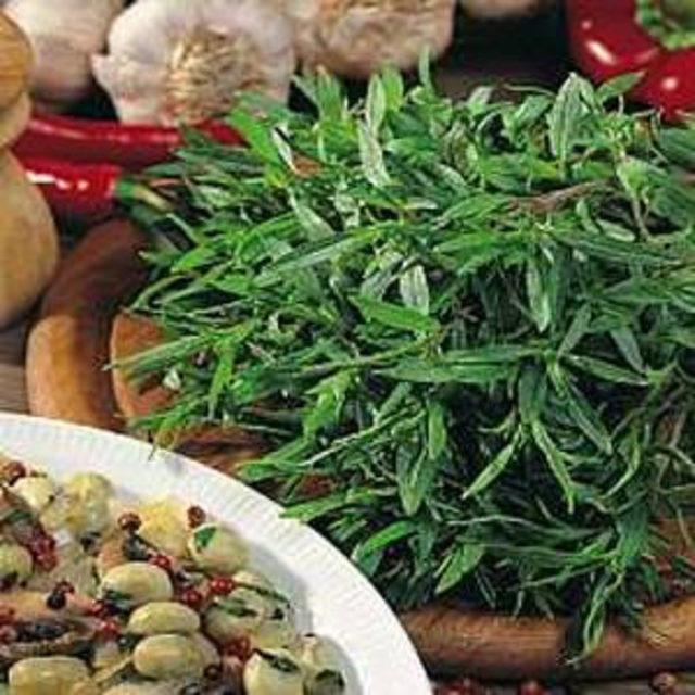 Zahter Otu nun faydaları 13