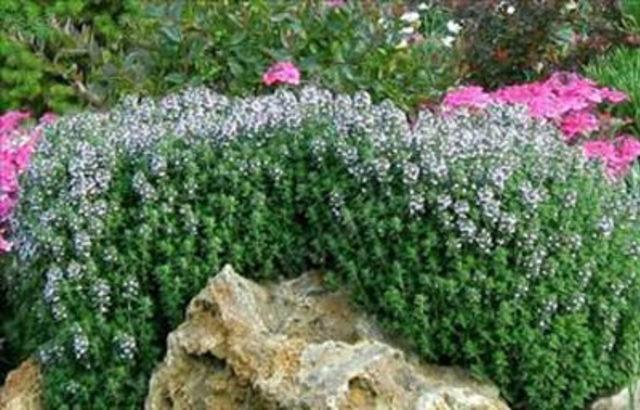 Zahter Otu nun faydaları 14