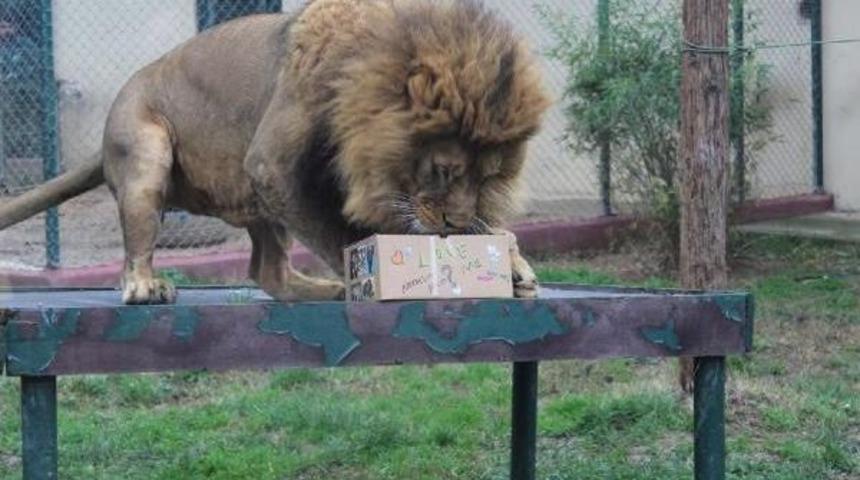 Darıca Hayvanat Bah&ccedil;esi'nde Sevgililer G&uuml;n&uuml;nde Hayvanlara Ambalajlı &Ouml;zel Yiyecekler