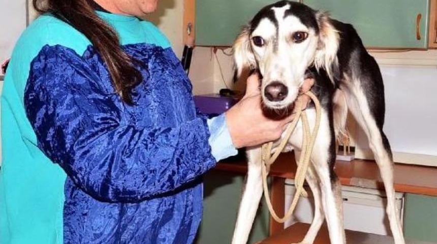 Kayıp Tazıyı Bulana Para &Ouml;d&uuml;l&uuml; Verecek