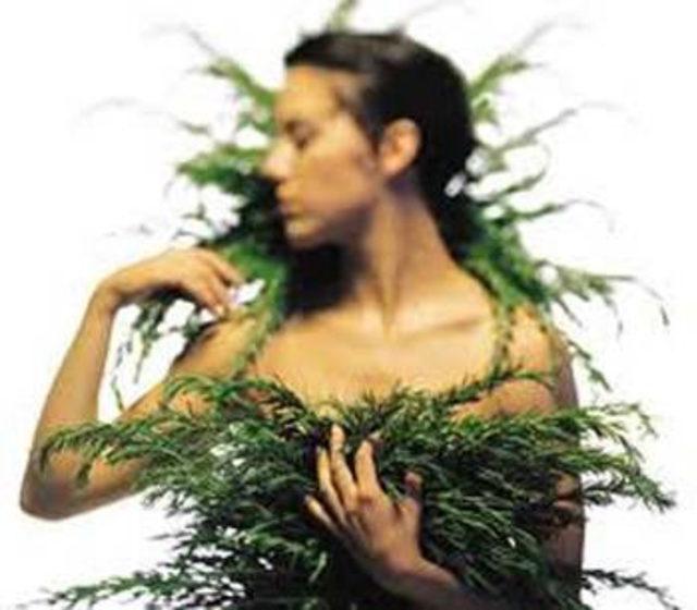 Zahter Otu nun faydaları 21