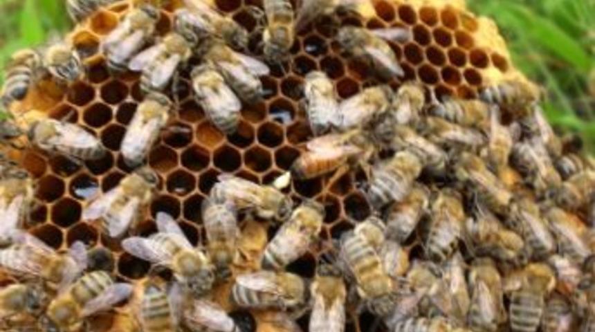 Aydın, Bal &Uuml;retininde T&uuml;zrkiye 4.&rsquo;c&uuml; Oldu