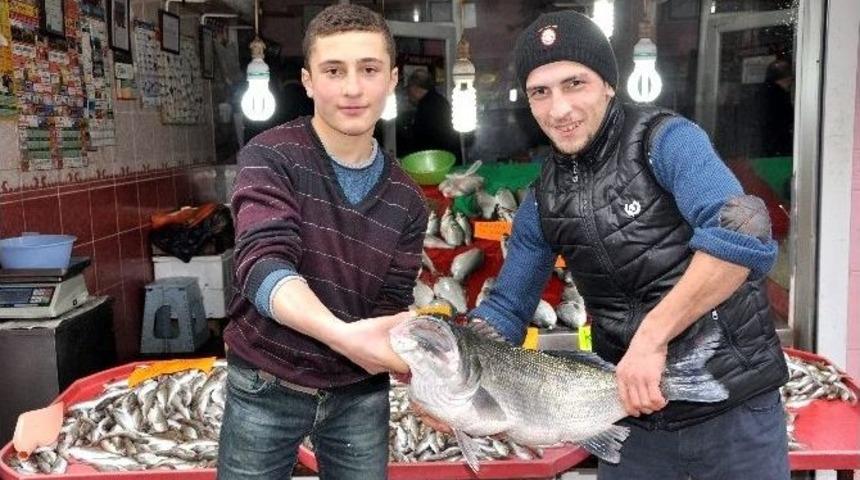 15 Kiloluk Levrek Balığı Şaşırttı