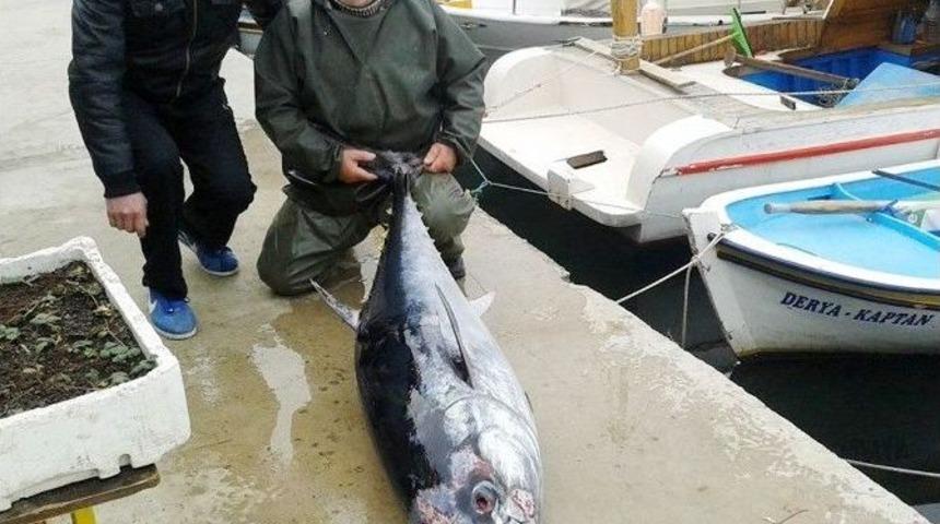 70 Kiloluk Orkinos Ağlara Takıldı