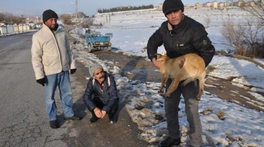 Yaralı K&ouml;peğe Sahip &Ccedil;ıktı