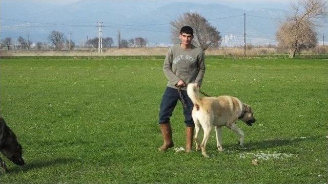 Burhaniye’de Sürünün Güvenliği Kangallara Emanet