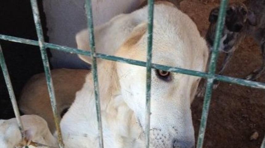 Sahipsiz Hayvanlarla İlgili Kampanyaya &Uuml;nl&uuml;lerden Destek