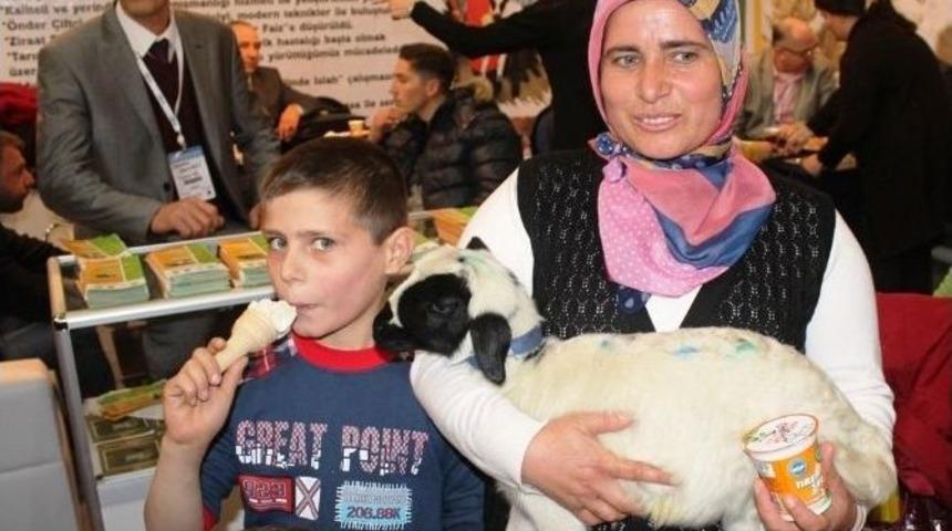 Oğlunu Kaybetti, Kuzunun Sahibi Oldu