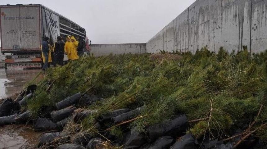 Kocasinan Kaymakamlığı &Ccedil;anakkale Zaferi&rsquo;nin 100. Yılında 100 Bin Fidanı Toprakla Buluşturacak