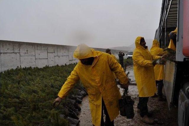 Kocasinan Kaymakamlığı Çanakkale Zaferi’nin 100. Yılında 100 Bin Fidanı Toprakla Buluşturacak