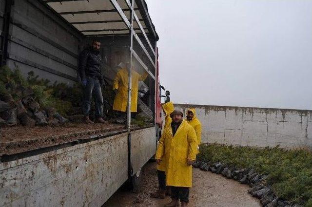 Kocasinan Kaymakamlığı Çanakkale Zaferi’nin 100. Yılında 100 Bin Fidanı Toprakla Buluşturacak