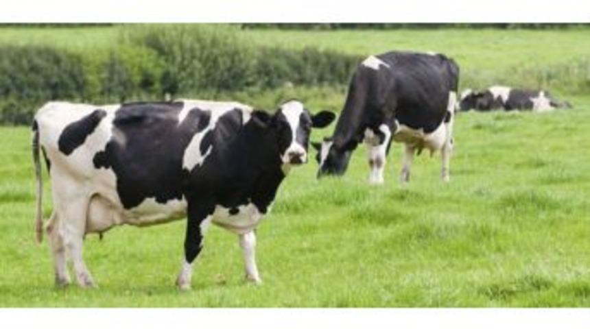 Erzurum&rsquo;da B&uuml;y&uuml;kbaş Ve K&uuml;&ccedil;&uuml;kbaş Hayvan Sayısı Arttı