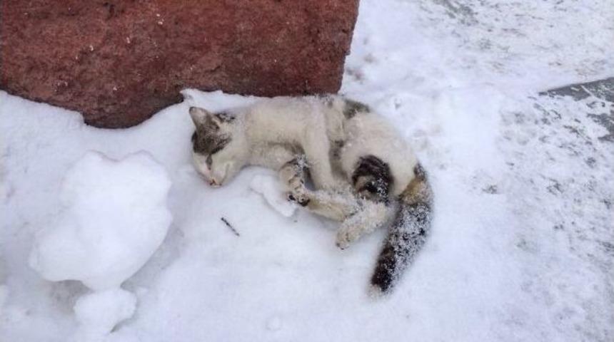 Erzurum’da Sibirya Soğukları Kediyi Dondurdu