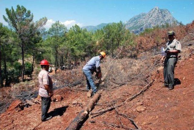 Bakan Eroğlu: Adrasan'a 30 Bin Fidan Dikildi