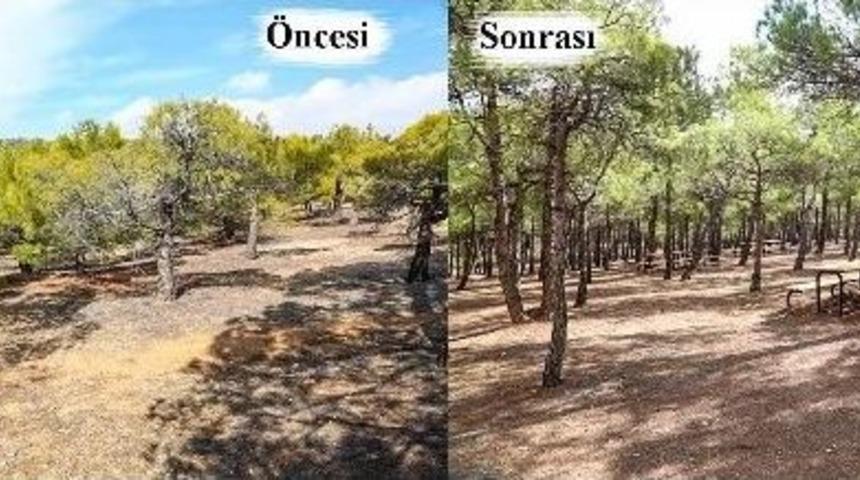 Şehitkamil Belediyesi Budama &Ccedil;alışmalarını Başlattı