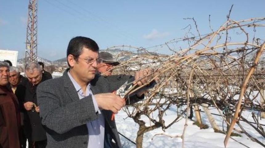 Chp'li &Ouml;zel'den Bağ Ve Zeytinlikleri Zarar G&ouml;ren &Uuml;reticiler I&ccedil;in Kanun Teklifi