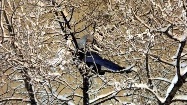 Kar Yağışı Altında Ağaç Tepesinde İntihar Girişimi G4