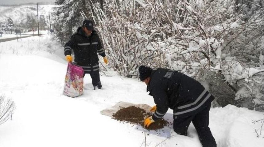 Zabıta&rsquo;dan Sahipsiz K&ouml;pekler İ&ccedil;in Yiyecek