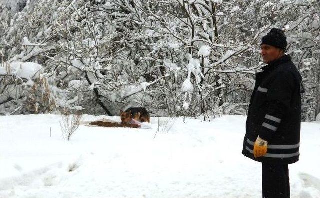 Zabıta’dan Sahipsiz Köpekler İçin Yiyecek