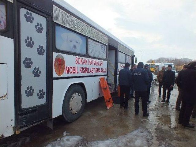 Malazgirt’te Sokak Köpekleri Kısırlaştırılıyor