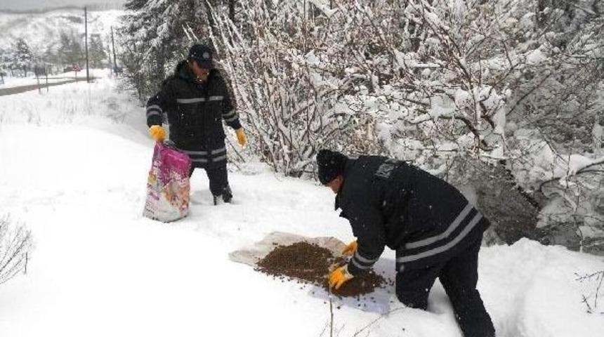 Sokak Hayvanları I&ccedil;in Doğaya Yiyecek Bırakılıyor