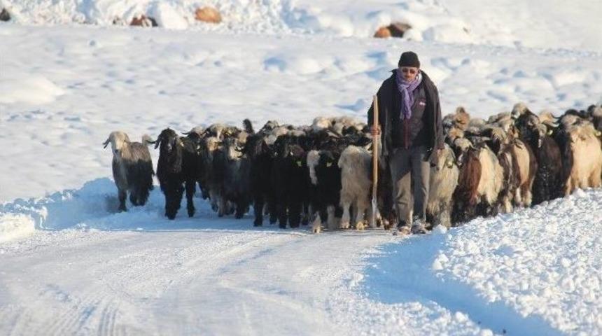 Küçükbaş Hayvanların Karla İmtihanı