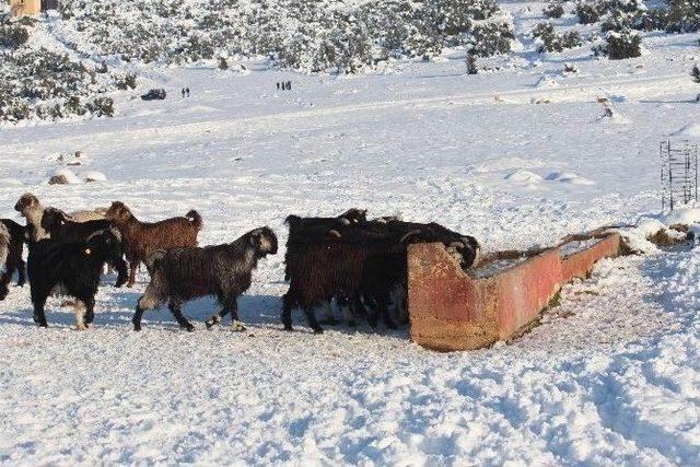 Küçükbaş Hayvanların Karla İmtihanı