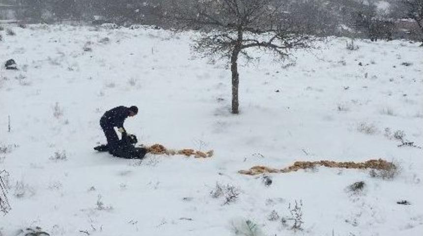 Niğde&rsquo;de Sokak Hayvanları Sahipsiz Değil