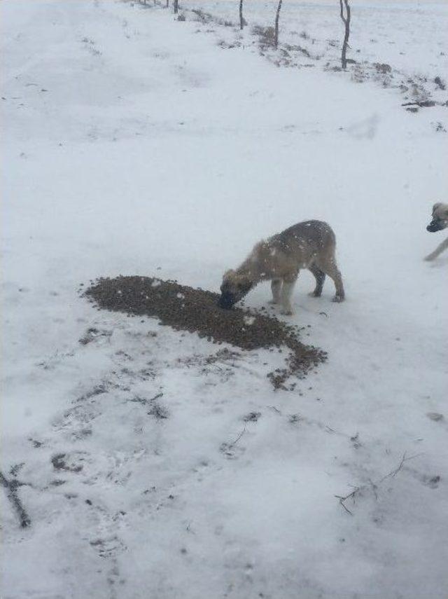 Niğde’de Sokak Hayvanları Sahipsiz Değil